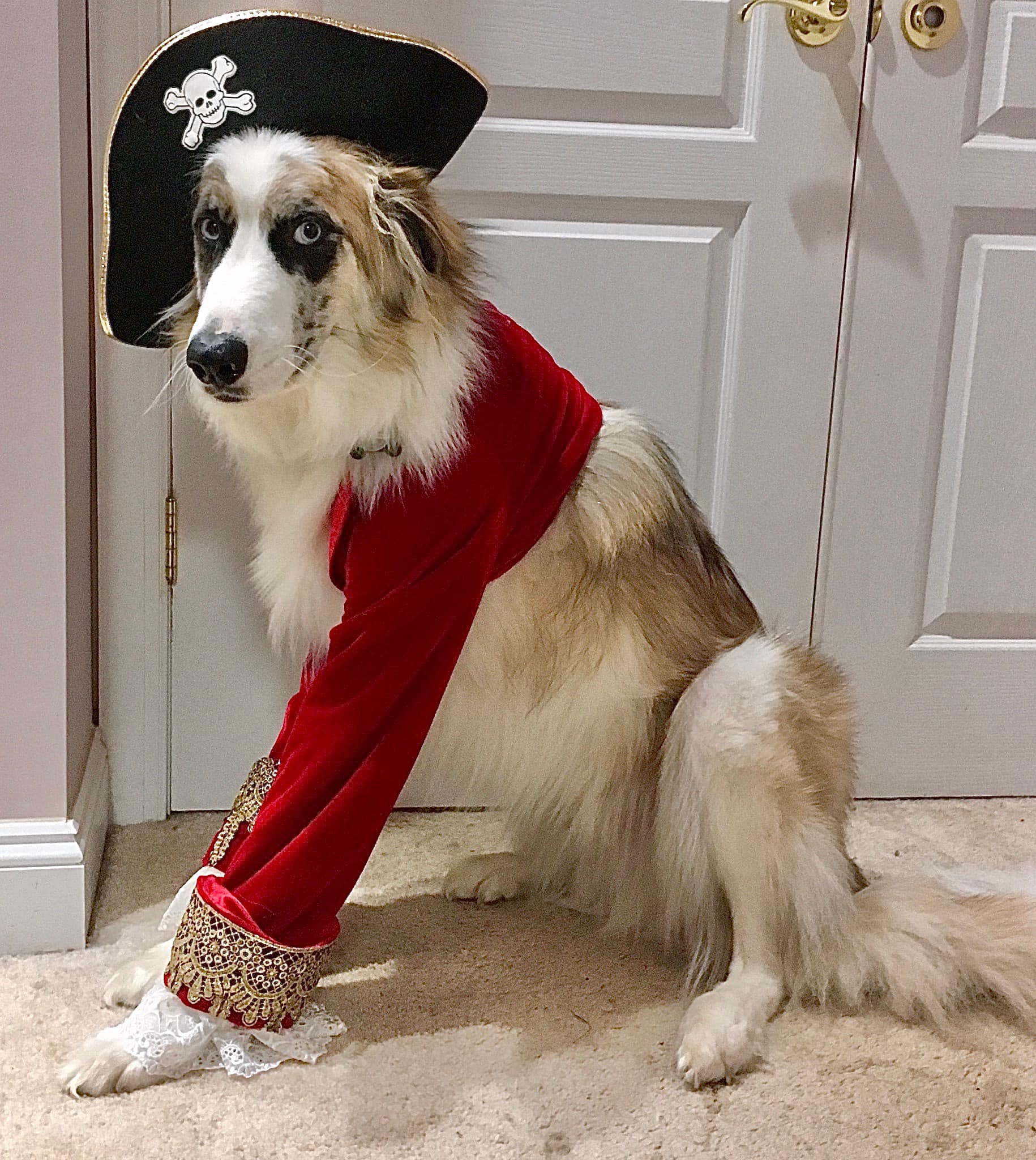 Captain Ziggy to the rescue