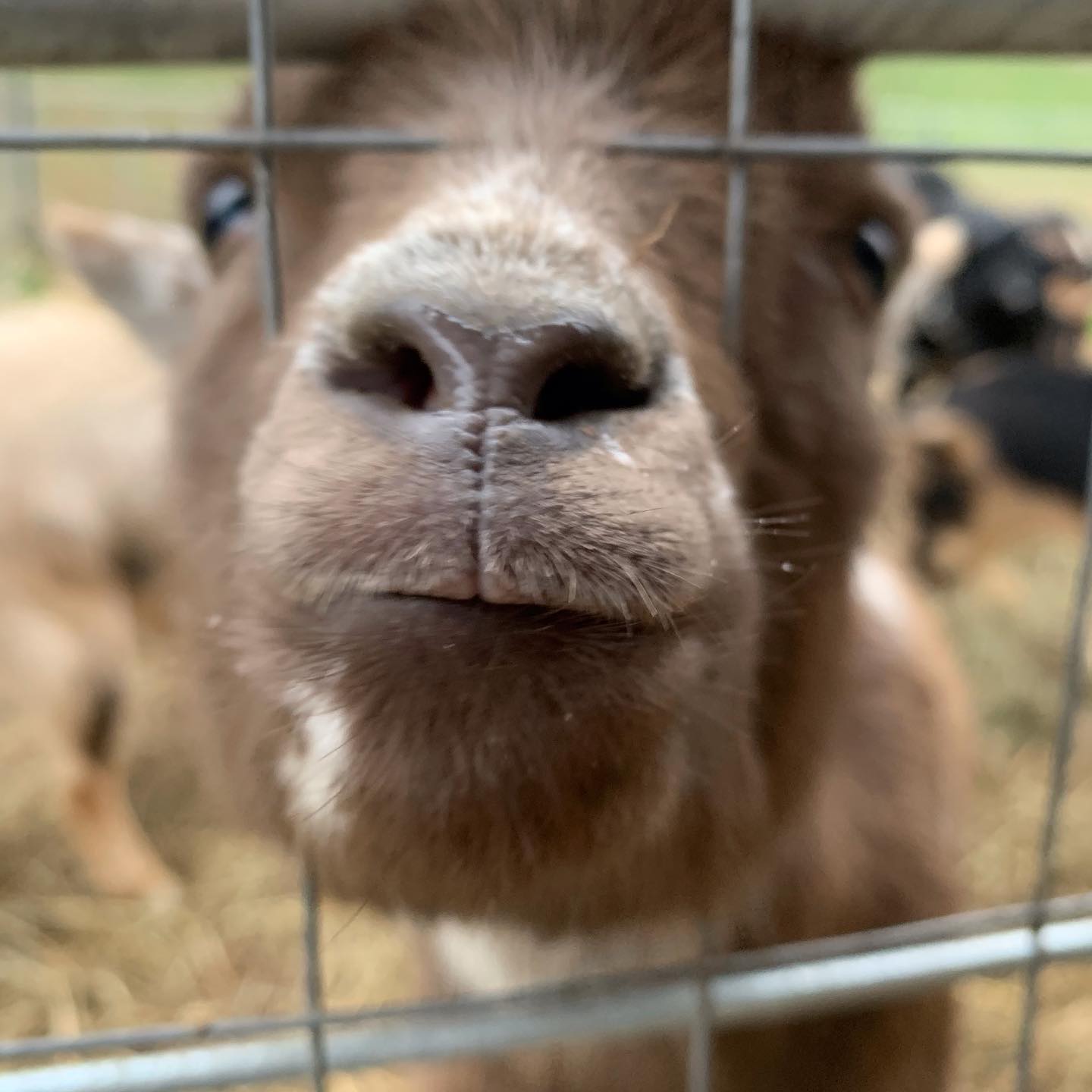 Boop That Snoot