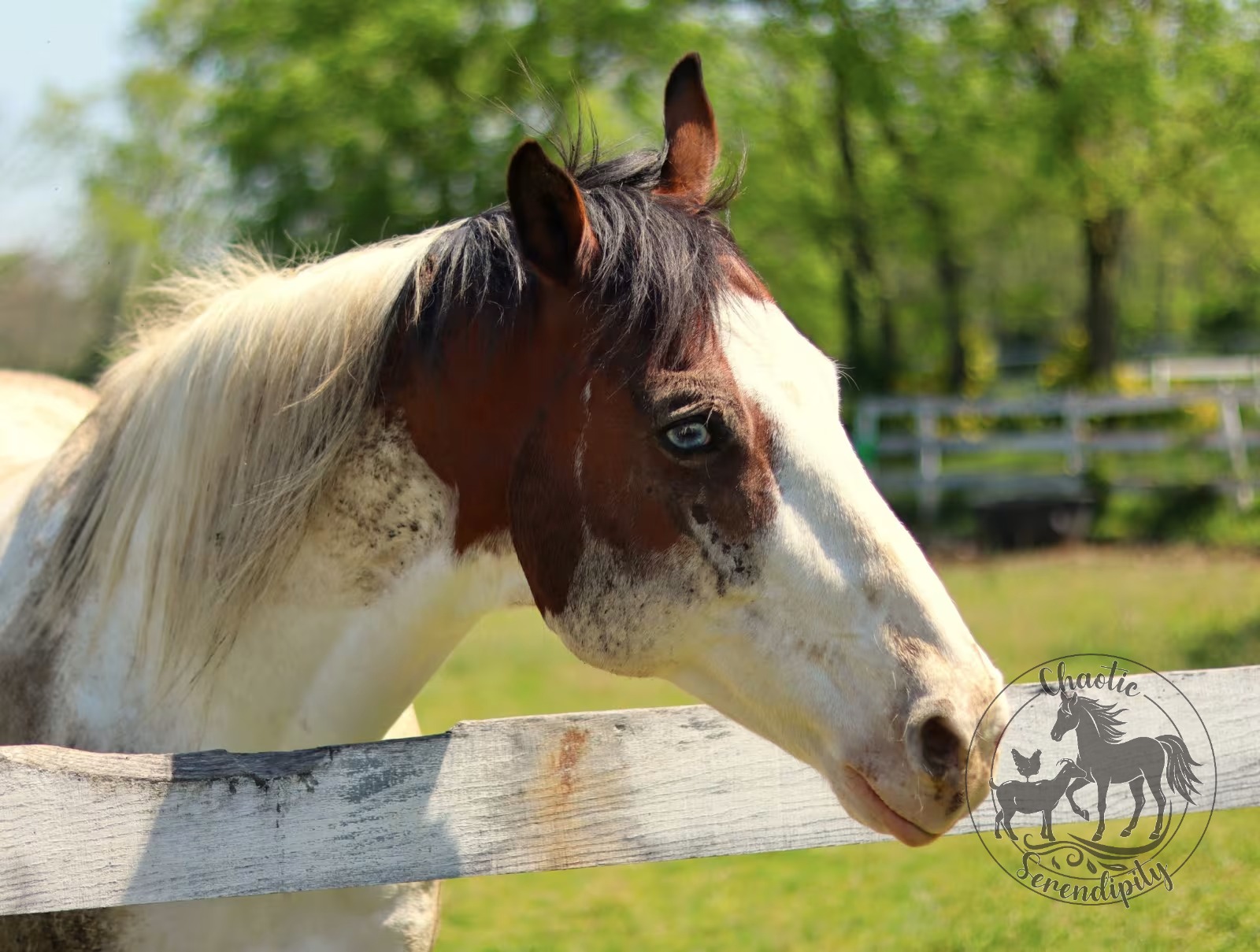 Tancho, standing regally in the pasture